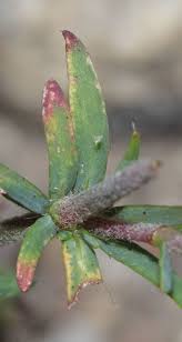 Image result for Polycarpaea corymbosa