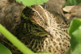 Over Wintering Quail In A Greenhouse Caille Serre