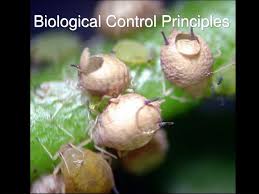 Biological control is a method of pest control that manages the population of pests without chemical pesticides. Ppt Biological Control Principles Powerpoint Presentation Free Download Id 4057696