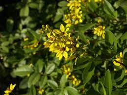 Maybe you would like to learn more about one of these? Thryallis Galphimia Glauca Central Texas Gardener