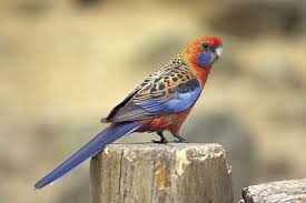 Adelaide Rosella Adelaide Hills South Australia Australian Parrots Beautiful Birds Parrot