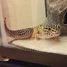 Discover pet reptiles for sale. My First Leopard Gecko Samsung From Petco Leopard Gecko Petco Pets