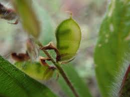 Image result for Eriosema shirense