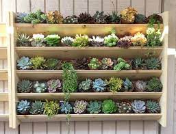 How To Water Succulents And Cacti The Ultimate Guide How To Water Succulents Succulent Display Succulents
