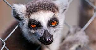 Portrait Of A Lemur Lemur Portrait Primates