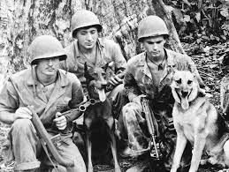 1st Marine War Dog Platoon Dog Military Working Dogs War Dogs Service Dogs