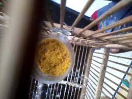 Pada umumnya, burung gereja mempunyai ciri fisik berbentuk jenis makanan burung gereja yang kelima ini adalah pakan instan pabrikan yakni voer. Gambar Makanan Voer Gambar Makanan