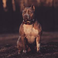 Coming in a variety of colors, patterns and sizes, monster queen karma has been voted bully queen by over 1 million votes online. American Bully Xl On Instagram She S Such A Beautiful Female Xxldesignerpitbulls Ambullyxl Americanbully Ambully Am American Bully Bully Xl Xl Pitbull