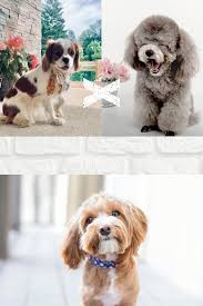 (german shepherd dog, labrador retriever). Cavapoo Puppy Breeders In New York The Best Cavapoo Breeders In 2020 Our 4 Picks Video Cavapoo Puppies Cavapoo Cavapoo Breeders