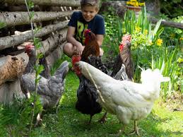 Wir geben tipps, damit die hühnerhaltung im garten auch gelingt. Huhner So Haltest Du Huhner In Deinem Garten Lowenzahn