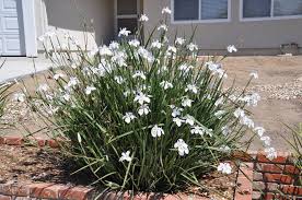 Image result for Dietes