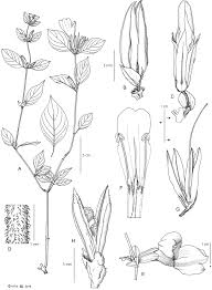 Image result for Isoglossa pawekiae