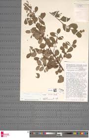 Image result for Microcharis remotiflora