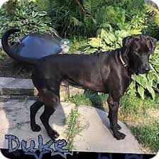 The wisconsin humane society is committed to providing protection, shelter, and care for wild and homeless animals. Pin On Adopt Me