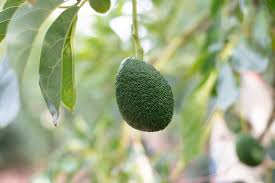 The avocado (persea americana), a tree likely originating from southcentral mexico, is classified as a member of the flowering plant family lauraceae. 9qdh27zmfitfmm