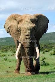 African Elephant Bull African Elephant Elephant Save The Elephants