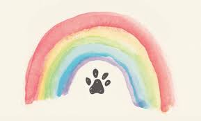 Lost & Found Dogs, Cats, Pets. Hillsborough Co. FL [No Rehoming or Free]