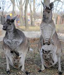 Kangaroo Joeys Pawnation Cute Animals Animals Animals Friends