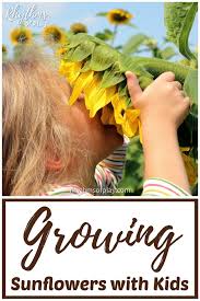 There are over 70 species of the sunflower plant. Growing Sunflowers With Kids Rhythms Of Play