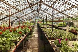 Resultado de imagen de invernaderos