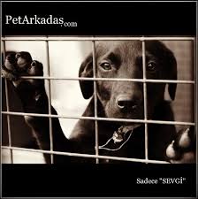 Pet Arkadas Petarkadas Com Kopek Kedi Kus Balik Kemirgen Ve Surungen Yani Tum Evcil Hayvanlarin Pet Sitesi Pet Arkadas Evcil Hayvanlar Hayvanlar Hayvan