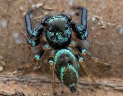 Image result for Behnia reticulata