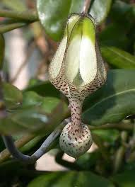 Image result for Ceropegia albipilosa