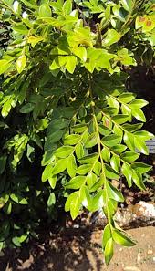 Image result for Diospyros abyssinica