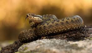 european adder european snake venom snake