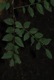 Image result for Dalbergia boehmii