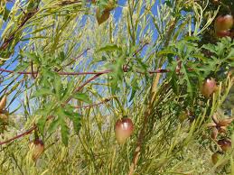 Image result for Merremia kentrocaulos