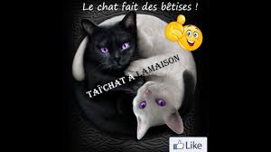 Trouvez des images de stock de betises en hd et des millions d'autres photos, illustrations et images vectorielles de stock libres de droits dans la collection shutterstock. Le Chat Fait Des Betises Youtube