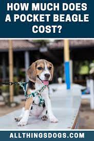 Pocket Beagle Price Beagle Dog Facts Pocket Beagle Beagle Dog