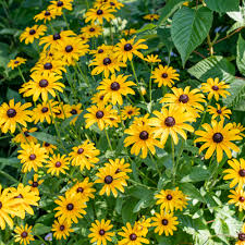 Image result for Rudbeckia hirta