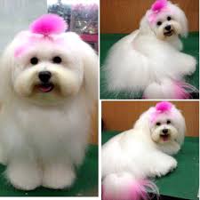 You think your hair is too boring and plain, you go hair dye places near me alberton. Www Opawz Com Dog Dye Creative Grooming Pet Grooming Salon