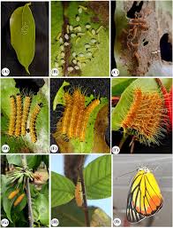 Image result for Englerina woodfordioides