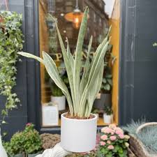 Image result for Sansevieria metallica