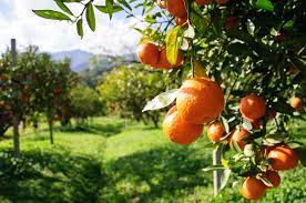 Gut naranja ist wirlich außergewöhnlich, weil naranja orange ist und naranjo oragenbaum. Orangenbaum Pflanzen Richtig Pflegen Plantura
