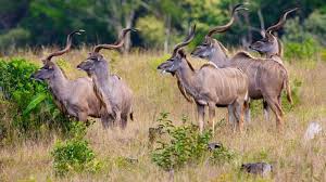 Buyuk Kudu Buyuk Kudunun Uzun Sarmal Boynuzlari Bu Afrika Antilobunu Diger Toynaklilardan Ayiran Ozelligidir Altinci Yaslarina Girdi Antilop Afrika Yastiklar