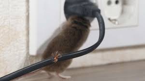 Advance pest control is a full service pest control company servicing residential and commercial businesses in suffolk county, long island since 1968. Homestead Wildlife Solutions Ridge Suffolk County Ny Wildlife Control Services