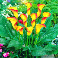 Calla Callas Yellowflowers Yellowred Flowers Beautifulflowers Flowers Perennials Lily Seeds Flower Seeds