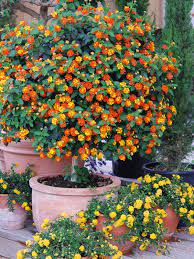Lantana Tangerine Plant Lantana Camara Sp Plants Lantana Camara Garden Mulch