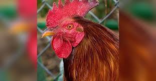 Traductor gratuito online en elmundo.es. Has Escuchado Al Traductor De Google Decir Gallo No Pararas De Reir