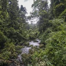 Image result for Disa eminii