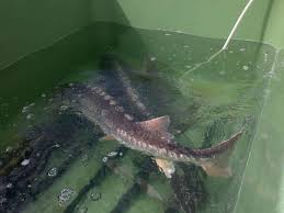 Zusammen mit dem schmelzenden eis. Angeln Auf Stor Taktik Koder Und Montagen