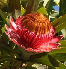 Image result for Protea gaguedi