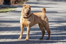 And how valuable the parent dogs are to the breeder. Chinese Shar Pei Dog Breed Information