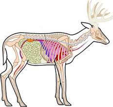 White Tail Deer Anatomy Pic Hunting Tips Archery Hunting