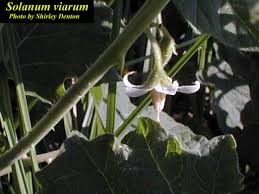 Image result for Solanum viarum