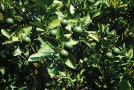 Lime, any of several species and hybrids of trees and shrubs in the rue family (rutaceae), widely grown in tropical and subtropical areas for their edible acidic fruits. How To Maximize Lime Tree Production